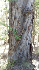 Eucalyptus pilularis