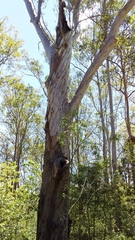 Eucalyptus pilularis