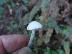 Entoloma sericellum