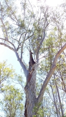 Eucalyptus pilularis