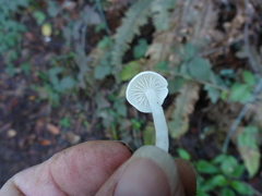 Entoloma sericellum