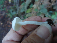 Entoloma sericellum