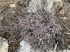 Eriogonum jamesii