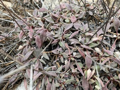 Eriogonum jamesii