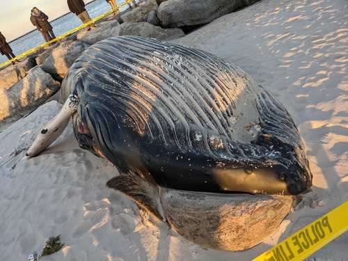 Humpback Whale photographed in New Jersey
