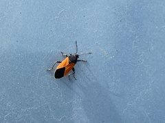 Melanopleurus bicolor