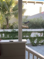 Aphelocoma californica