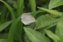 Eurema daira