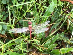 Aethriamanta circumsignata