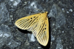 Tyspanodes striatus
