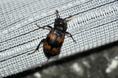 Nicrophorus quadripunctatus