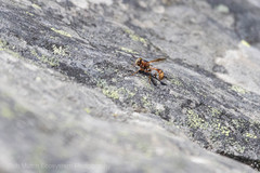 Physocephala texana