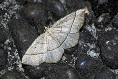 Rhynchobapta cervinaria