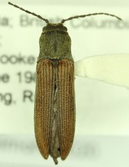 Campylomorphus serricornis