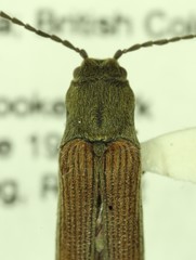 Campylomorphus serricornis
