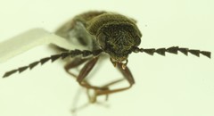 Campylomorphus serricornis