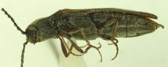 Campylomorphus serricornis