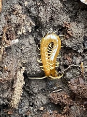 Scolopocryptops peregrinator