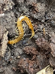 Scolopocryptops peregrinator