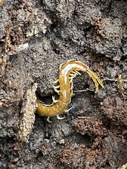 Scolopocryptops peregrinator