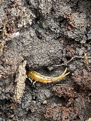 Scolopocryptops peregrinator