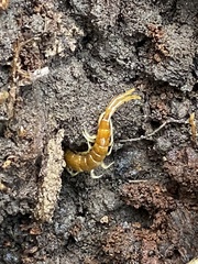 Scolopocryptops peregrinator