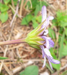 Dimorphotheca spectabilis