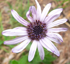 Dimorphotheca spectabilis