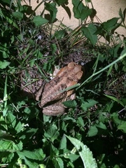 Rhinella marina