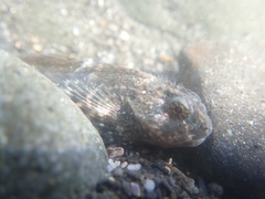 Clinocottus globiceps