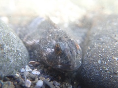 Clinocottus globiceps