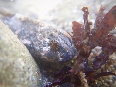 Clinocottus globiceps