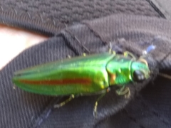 Chrysochroa rajah