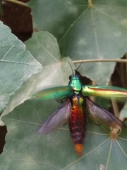 Chrysochroa rajah