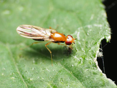 Psila