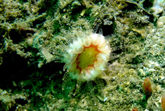 Balanophyllia