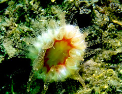 Balanophyllia