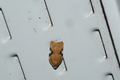 Acleris cervinana