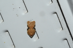 Acleris cervinana