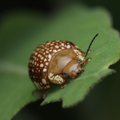 Paropsis ornata