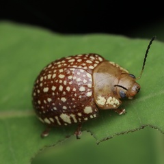 Paropsis ornata