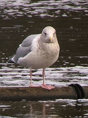 Larus glaucoides