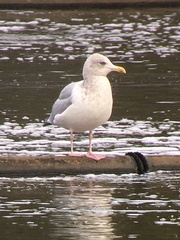 Larus glaucoides