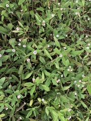 Lippia strigulosa