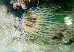Ceriantharia