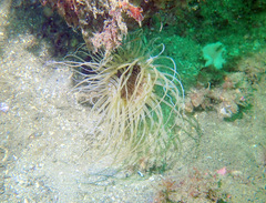 Ceriantharia