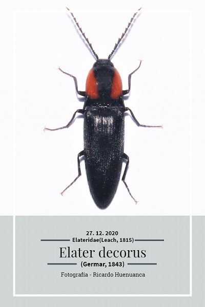 Elater decorus