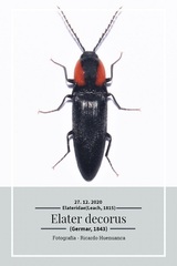 Elater decorus