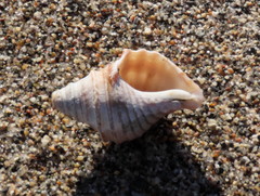 Neptunea decemcostata