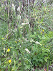 Silene songarica